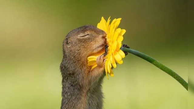 Imagem ilustrativa da notícia Fotógrafo
faz sucesso na internet com imagem em que esquilo cheira flor