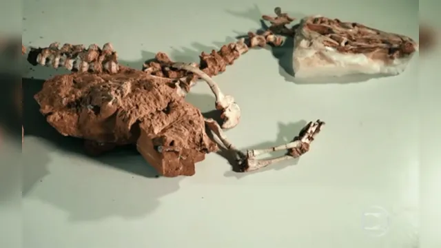 Imagem ilustrativa da notícia Fóssil de nova espécie de dinossauro é encontrado no Brasil 