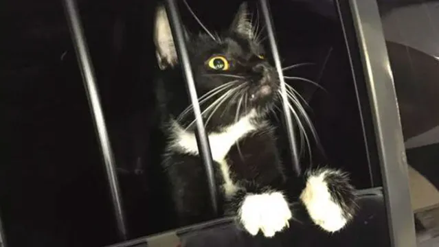Imagem ilustrativa da notícia Gato é apreendido após invadir casa e ser confundido com  ladrão