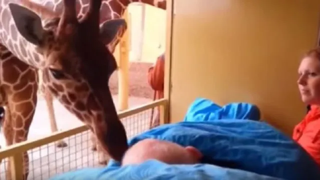 Imagem ilustrativa da notícia Girafa emociona ao se despedir do seu cuidador com câncer terminal