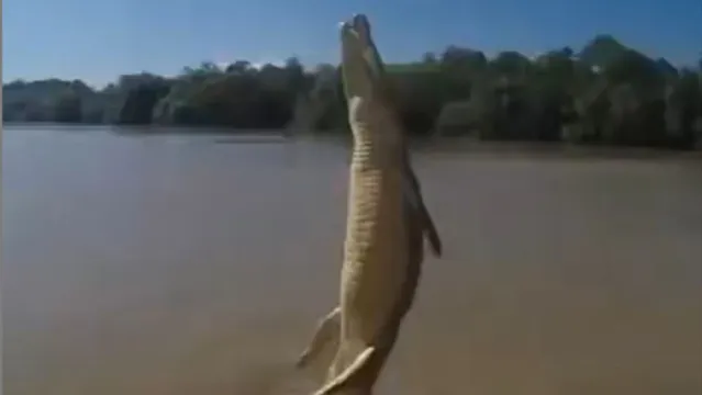 Imagem ilustrativa da notícia Vídeo mostra crocodilo gigante em salto extraordinário para capturar presa