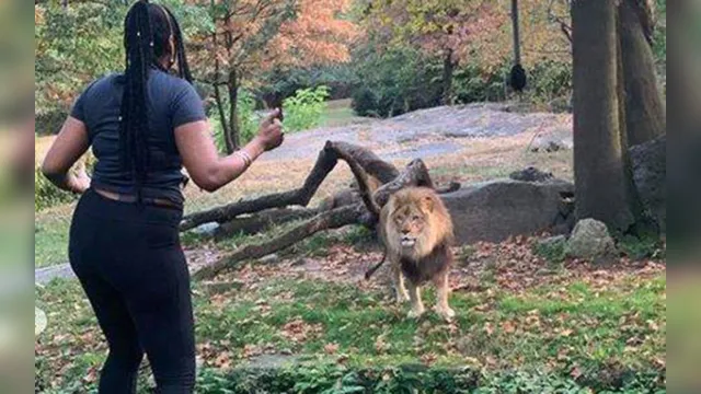 Imagem ilustrativa da notícia Mulher invade área restrita de zoológico para dançar perto de leão; assista ao vídeo!