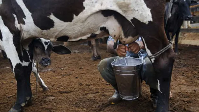 Imagem ilustrativa da notícia Brasil bate recorde na produção de leite e ovos, diz pesquisa