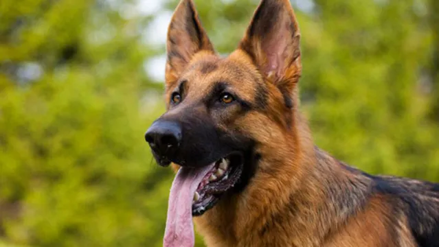 Imagem ilustrativa da notícia Mulher se assusta com 'aparição' na orelha do cachorro de estimação