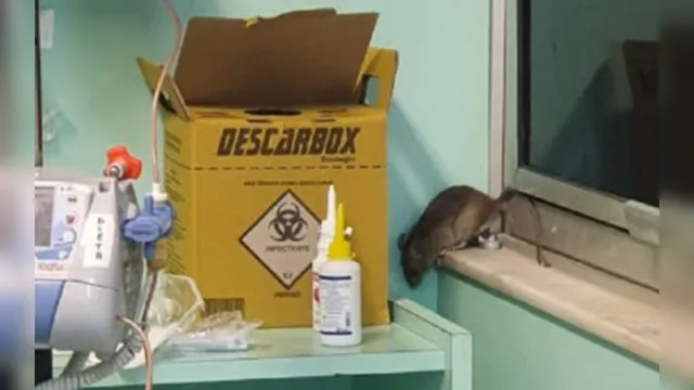 Imagem ilustrativa da notícia Rato é flagrado dentro do CTI de hospital. Veja o vídeo.
