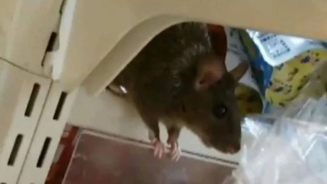 Imagem ilustrativa da notícia Loja de conveniências fecha após vídeo de ratos roubando prateleiras viralizar