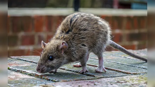 Imagem ilustrativa da notícia Verme do rato pode causar paralisia em humanos e é transmitida através dos alimentos