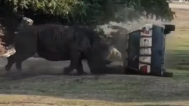 Imagem ilustrativa da notícia Rinoceronte destrói carro com funcionário de safári dentro. Veja o vídeo!