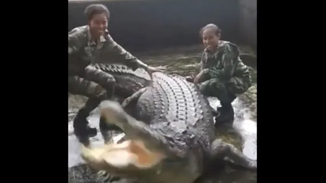 Imagem ilustrativa da notícia Soldados são atacadas por crocodilo gigante enquanto o acariciavam
