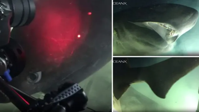 Imagem ilustrativa da notícia Tubarão gigante surge das profundezas e ataca submarino: confira vídeo!