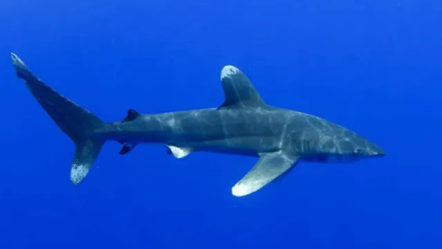 Imagem ilustrativa da notícia Tubarão morde peito e arranca mãos de mulher 