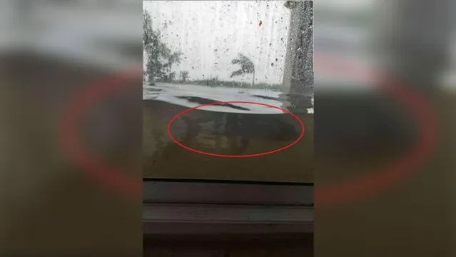 Imagem ilustrativa da notícia Morador de área alagada registra tubarão passando por sua janela 