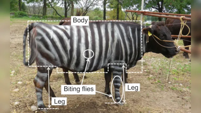 Imagem ilustrativa da notícia Japoneses pintam vacas com cores de zebras para confundir moscas