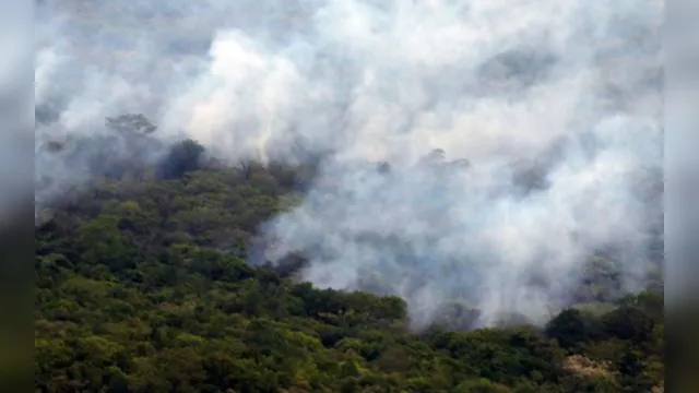 Imagem ilustrativa da notícia Assinaturas
em defesa da Amazônia disparam e atingem recorde histórico em plataforma 