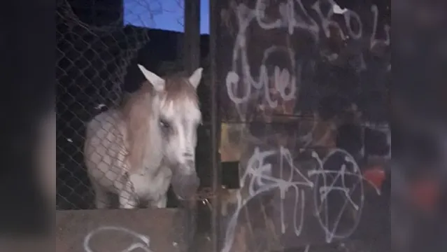 Imagem ilustrativa da notícia DENÚNCIA: cavalo é abandonado em terreno baldio no bairro do Marco. Veja o vídeo!