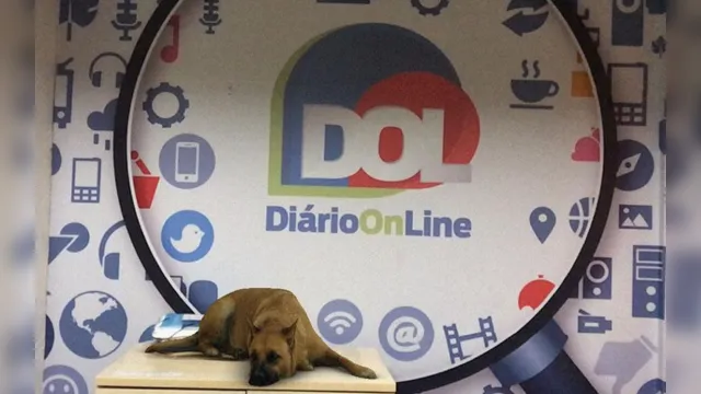Imagem ilustrativa da notícia Aprenda a usar o filtro do ‘cachorro caramelo’ no Instagram