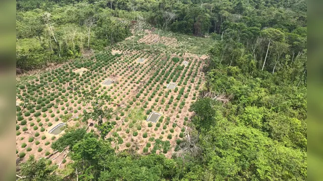 Imagem ilustrativa da notícia Plantações com 360 mil pés de maconha são destruídas no Pará e Maranhão
