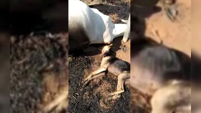 Imagem ilustrativa da notícia Vídeo mostra animais morrendo ao encostarem em poste de energia