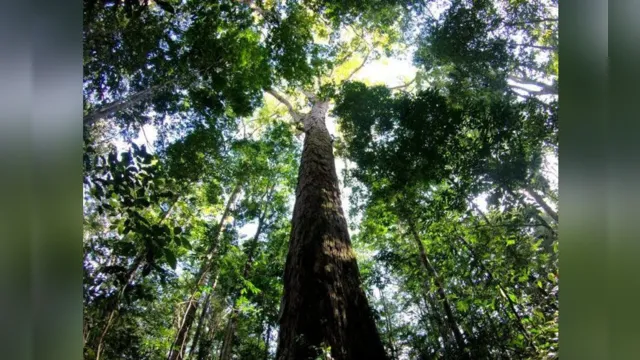 Imagem ilustrativa da notícia Cientistas descobrem no Pará árvore mais alta que Cristo Redentor