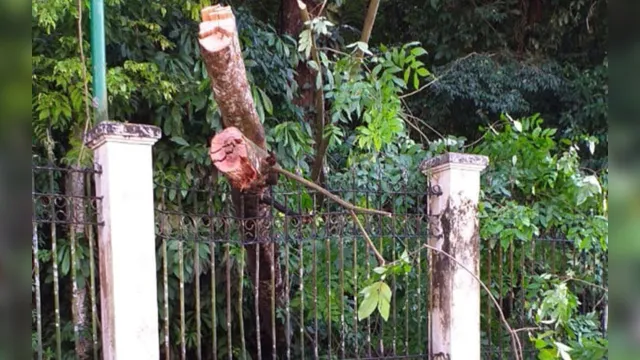 Imagem ilustrativa da notícia Veja o estrago que queda de árvore causou no Bosque Rodrigues Alves