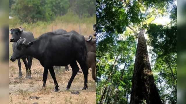 Imagem ilustrativa da notícia Gerência de búfalos e internacionalização da
floresta; leia a coluna Mauro Bonna