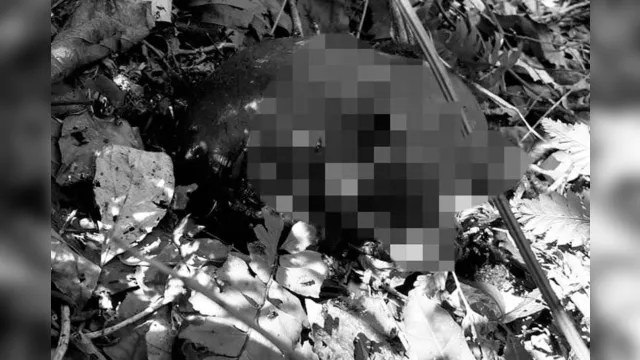 Imagem ilustrativa da notícia Cabeça de homem é achada por moradores de vila no Pará