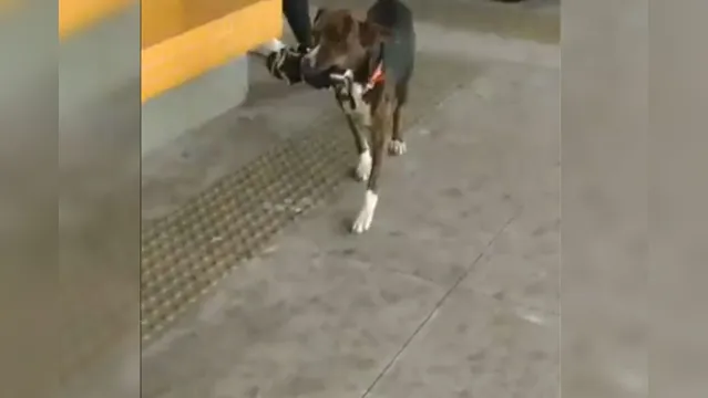 Imagem ilustrativa da notícia Vídeo: cachorro ladrão da UFPA ataca novamente e o pior acontece