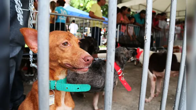 Imagem ilustrativa da notícia Conjunto Marex recebe Feira de Adoção de Cães e Gatos neste domingo