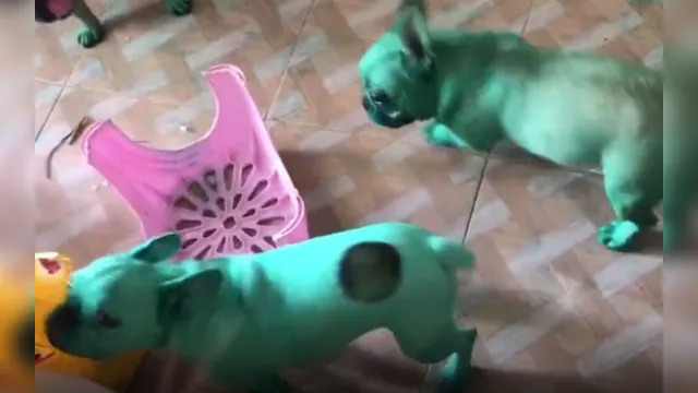 Imagem ilustrativa da notícia Cães Hulk: Cachorros brincam com corante e ficam totalmente verdes