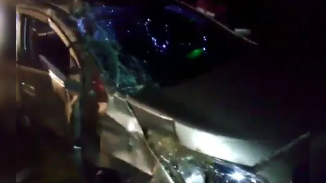 Imagem ilustrativa da notícia Vídeo: motorista atropela cachorro, perde controle e se choca contra árvore em Mosqueiro