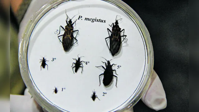 Imagem ilustrativa da notícia Doença de Chagas pode estar em várias frutas; previna-se