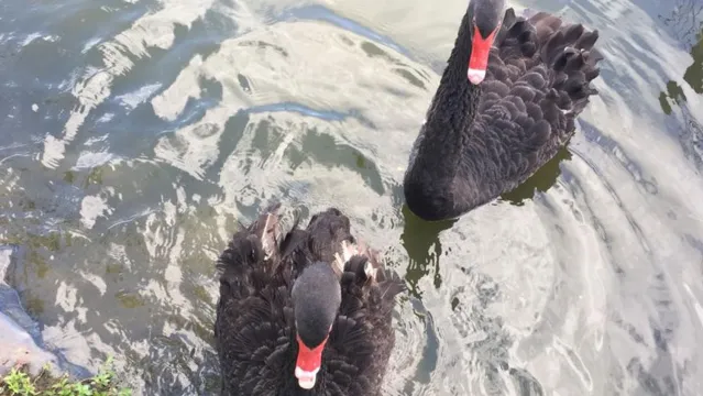 Imagem ilustrativa da notícia Filhotes de cisnes negros nascem no Hangar; veja o vídeo!
