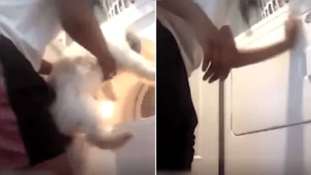 Imagem ilustrativa da notícia Menina coloca cachorro na máquina de secar e vídeo choca a web