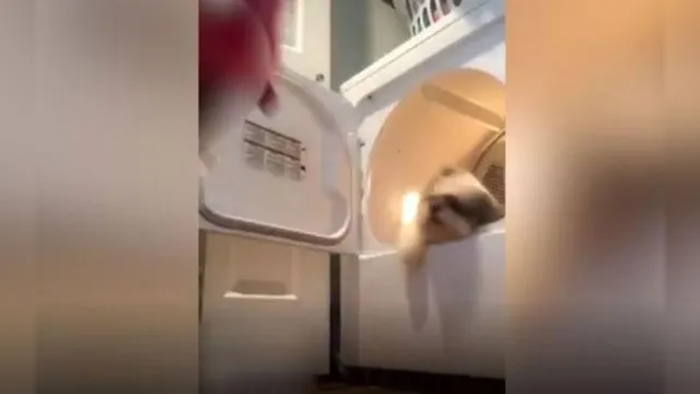 Imagem ilustrativa da notícia Menina joga cachorro na máquina de lavar em live do Instagram 