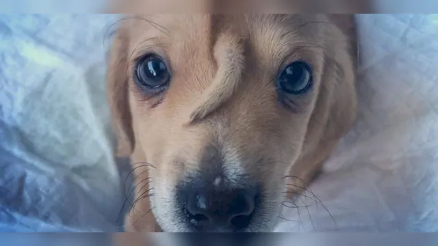Imagem ilustrativa da notícia Filhote de
cachorro com rabo extra na testa é resgatado e vira sensação nas redes sociais