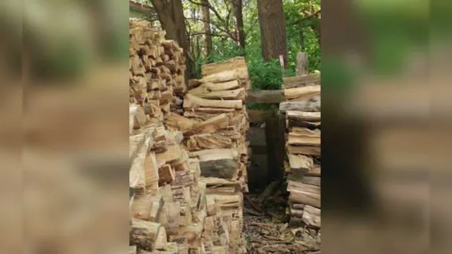 Imagem ilustrativa da notícia Você consegue enxergar? Encontre o gato escondido entre os troncos!
