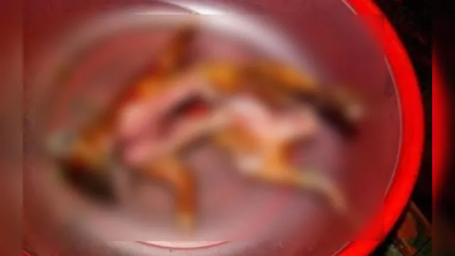 Imagem ilustrativa da notícia Adolescente morre vomitando sangue ao comer gato assado no Marajó