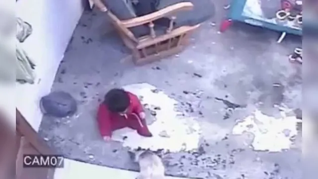 Imagem ilustrativa da notícia Gato salva bebê de cair pelas escadas; veja o vídeo!