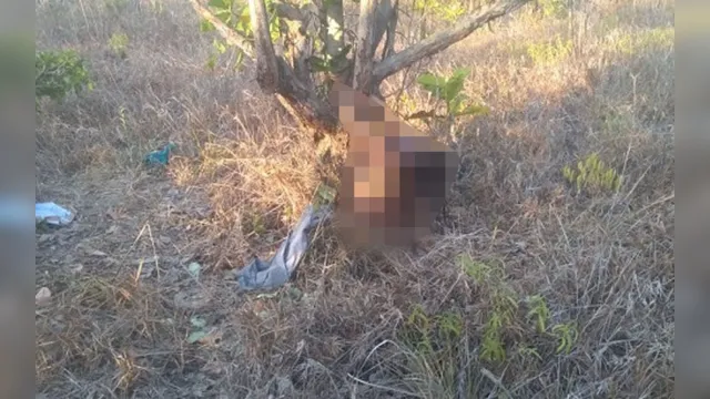 Imagem ilustrativa da notícia Corpo de grávida é encontrado amarrado em árvore