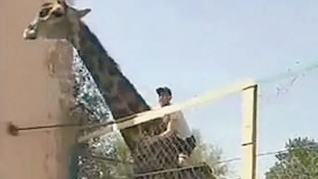 Imagem ilustrativa da notícia Vídeo: bêbado invade zoológico e tenta pegar carona em girafa