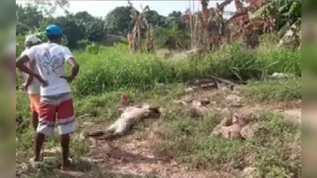 Imagem ilustrativa da notícia Corpo de homem desfigurado é achado em terreno no Pará