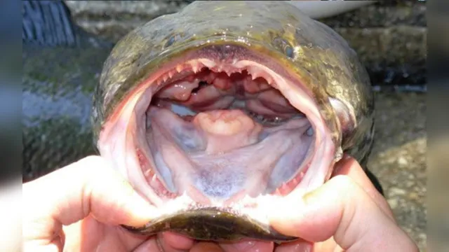 Imagem ilustrativa da notícia 'Se encontrar algum, mate': EUA fazem alerta sobre peixe predador que respira fora d’água