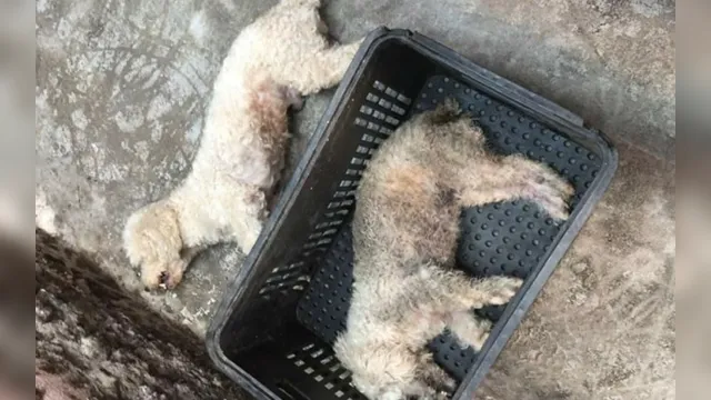 Imagem ilustrativa da notícia Cachorros morrem após tomarem vacina contra a raiva e prefeitura suspende serviço