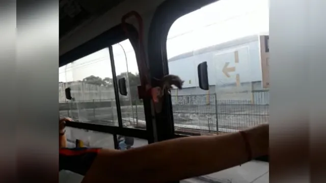 Imagem ilustrativa da notícia Mucura pula em passageiros de ônibus em Belém e gera pânico; veja o vídeo!