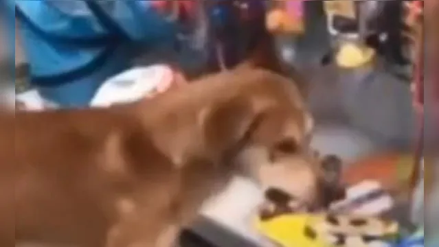 Imagem ilustrativa da notícia Cachorro 'rouba' pet shop e imagens viralizam; veja o vídeo