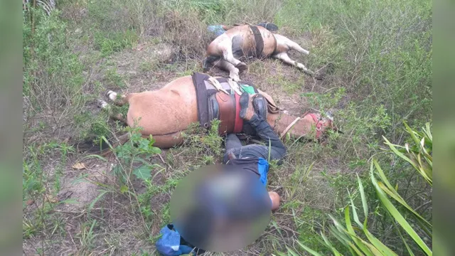 Imagem ilustrativa da notícia Vaqueiros e cavalos morrem eletrocutados em fazenda no Pará
