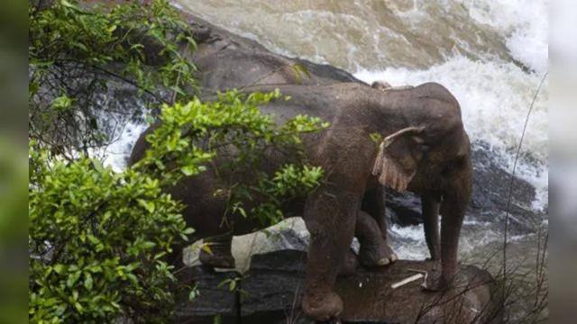 Imagem ilustrativa da notícia Imagem fortes: seis elefantes morrem após tentarem resgatar filhote em cachoeira