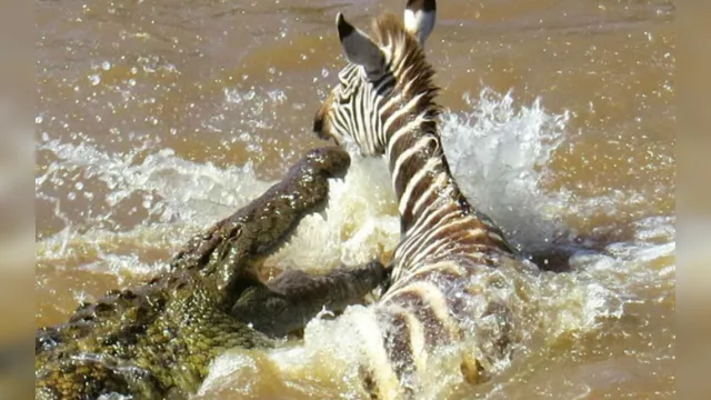 Imagem ilustrativa da notícia Vídeo: zebra escapa da boca de crocodilo, mas não da morte