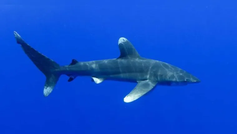 Imagem ilustrativa da notícia Tubarão ataca, morde o seio e arranca mãos de mulher