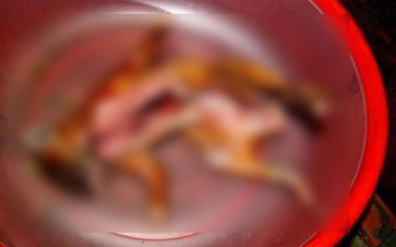 Imagem ilustrativa da notícia: Adolescente morre vomitando sangue ao comer gato assado no Marajó